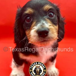 Sweet Potato (Elliot) - Piebald male Dachshund puppy in Houston, Texas from Texas Regal Dachshunds LLC