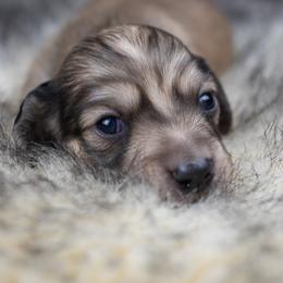 Landon - Cream male Dachshund puppy in Barnesville, Pennsylvania from Dachsy