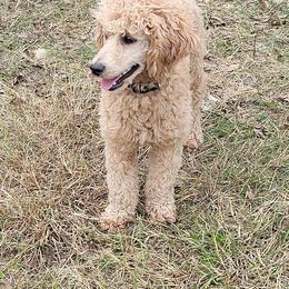 Cleo - Goldendoodle