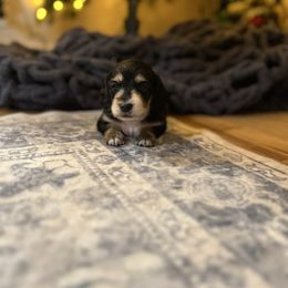 Yellow - Black and tan female Dachshund puppy in Casper, Wyoming from Daisy's Doxies & Doodles