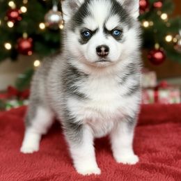 Holly - Black and white female Pomsky puppy in Auburn, Washington from Periwinkle Pomskies