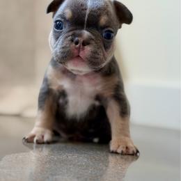 Red boy - Blue male French Bulldog puppy in Jefferson City, Missouri from Central Frenchie Haven