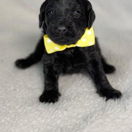 Miss Yellow - Black female Australian Labradoodle puppy in Wake Forest, North Carolina from Lucky Country Labradoodles