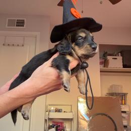 Walnut - Black and tan female Dachshund puppy in Mesa, Arizona from Bris Dachshunds