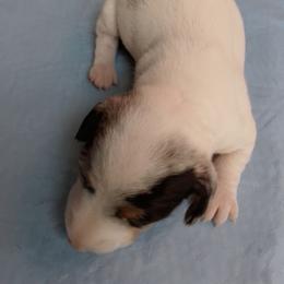 Girl 2 - Piebald female Dachshund puppy in Cedar Rapids, Iowa from Paulassillydogs