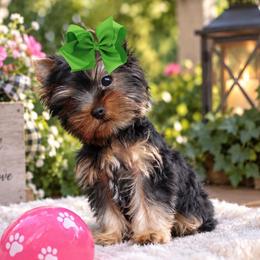Teddy - Black and tan male Yorkshire Terrier puppy in Warren, Michigan from Danielle's Yorkie Babies