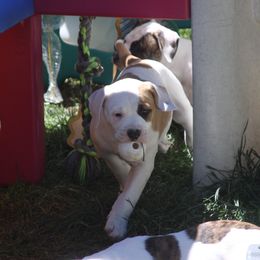 American Bulldog Puppies from Ferocia Kennels