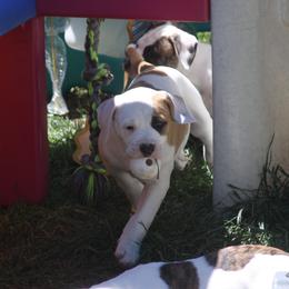 American Bulldog Puppies from Ferocia Kennels