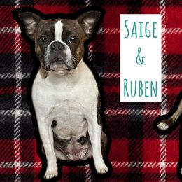 Ruben - Boston Terrier