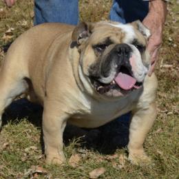 Hogan - Bulldog