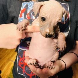 American Hairless Terrier Puppies from Gold Rush Kennels