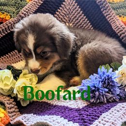 Australian Shepherd Puppies from Sage House Pups