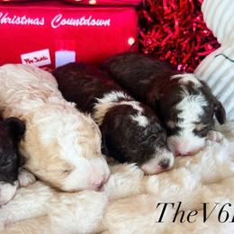 Aussiedoodles, Bernedoodles, Goldendoodles, and Sheepadoodles from V6 Ranch Dogs