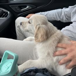 Golden Retriever Puppies from Wise-Taylor Goldens