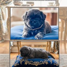 Lady Josephine - Blue female Shih Tzu puppy in Trinity, North Carolina from Trinity Shih Tzu