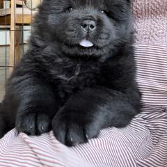 Grey male - Black Chow Chow puppy in Minnesota from Yangs Chow Chows