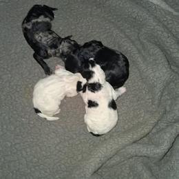 Aussiedoodle and Double Doodle Puppies from Kingwood Doodles