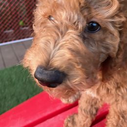 Wonder Woman - Poodle puppy in Dripping Springs, Texas from Petras Poodle Pharm Atx