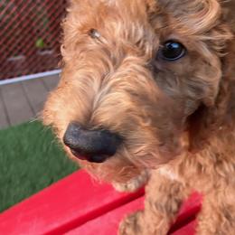 Wonder Woman - Poodle puppy in Dripping Springs, Texas from Petras Poodle Pharm Atx