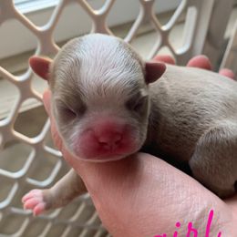 Boston Terrier Puppies from Heather's Boston Babies