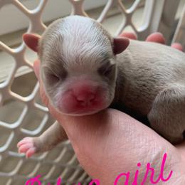 Boston Terrier Puppies from Heather's Boston Babies