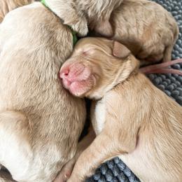 Green collar - Apricot male Goldendoodle puppy in San Antonio, Texas from Pasatiempo Ranch