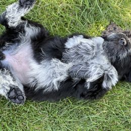 Portuguese Water Dog Puppies from Yellowstone Porties