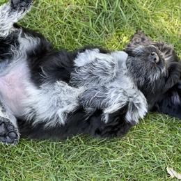 Portuguese Water Dog Puppies from Yellowstone Porties