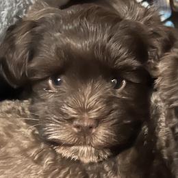 Miniature Schnauzer Puppies from Chiquiticos Shnauzers