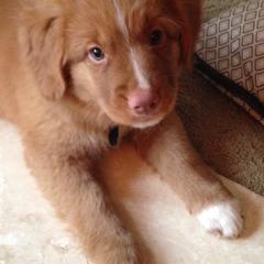 Nova Scotia Duck Tolling Retriever All Grown Up from Melinda Van's Nova Scotia Duck Tolling Retrievers