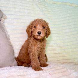 F1B Goldendoodle Barnacle - Red  male Goldendoodle puppy in Redding, California from Casa Delarosa Collective Poodles & Doodles