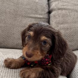 Dachshund Puppies from Chivi Paws