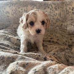 Bonnie - Apricot and white female Cavachon puppy in Holly, Michigan from Terrie’s Cavachons & Cavalier King Charles Spaniels