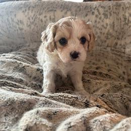 Bonnie - Apricot and white female Cavachon puppy in Holly, Michigan from Terrie’s Cavachons & Cavalier King Charles Spaniels