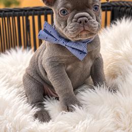 Mack - Blue male French Bulldog puppy in Minneapolis, Minnesota from Flyazz Frenchies Kennels