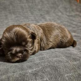 Chocolate boy 2 - Chocolate male Shih Tzu puppy in Newark, Ohio from Gemini Kennels