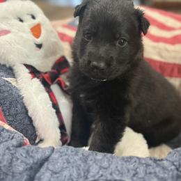 Mr Tan -All black - Black male German Shepherd puppy in Berlin, Wisconsin from Gypsy Miracle Kennels