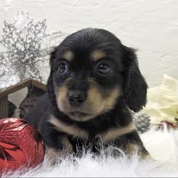 Girl 1 - Black and cream female Dachshund puppy in Mt. Sterling, Illinois from Doxie Do's