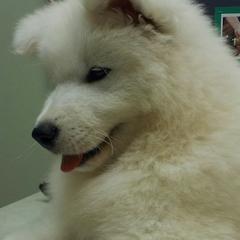 Samoyed Puppies from Alta Samoyeds