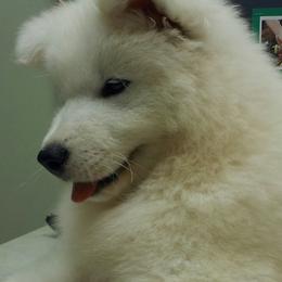 Samoyed Puppies from Alta Samoyeds