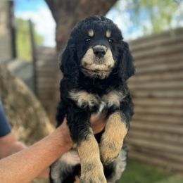 Scarecrow - Goldendoodle puppy from Simply Doodles Ojai