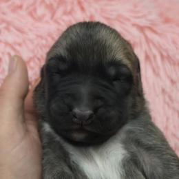 Yellow Collar - Fawn female Turkish Boz Shepherd puppy in Steamboat Springs, Colorado from Emerald Mtn Ranch LLC