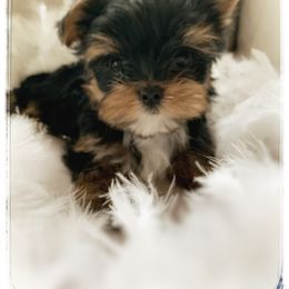 Yorkshire Terrier Puppies from Suzi Wilkerson