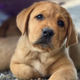 Purple - Yellow female Labrador Retriever puppy in Vacaville, California from Eternity Labradors
