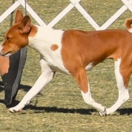 Basenji puppies from Wild West Basenjis