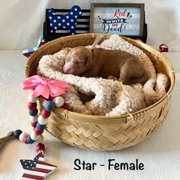 Star - Pink Collar Female - Red  female Goldendoodle puppy in Bradenton, Florida from Suncoast Goldendoodles