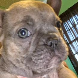 French Bulldogs from A&B4everfrenchies