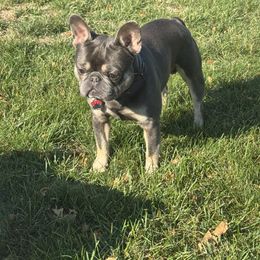 Roman - French Bulldog