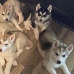 Siberian Huskies from Shamokin Siberians