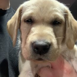 Labrador Retriever Puppies from County Line Gun Dogs